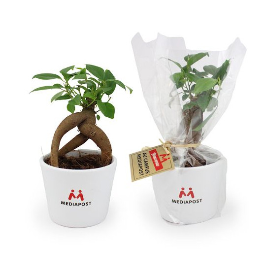 Plante personnalisable en pot céramique 9cm avec étiquette – Cadeau d’entreprise et communication professionnelle