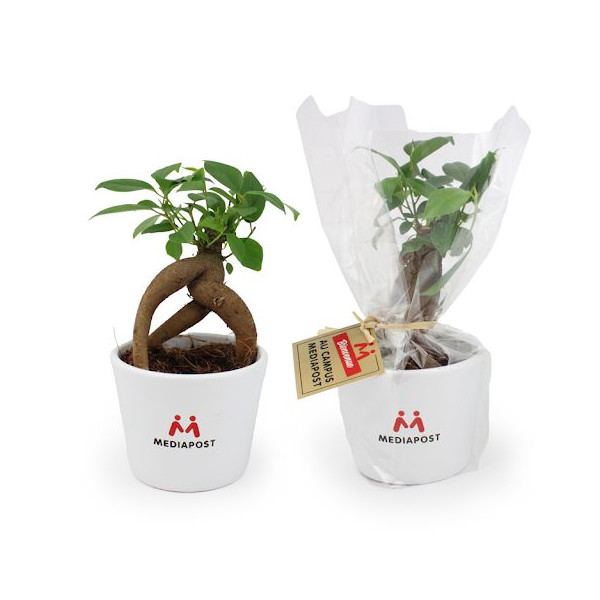 Plante personnalisable en pot céramique 9cm avec étiquette – Cadeau d’entreprise et communication professionnelle
