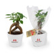 Plante personnalisable en pot céramique 9cm avec étiquette – Cadeau d’entreprise et communication professionnelle