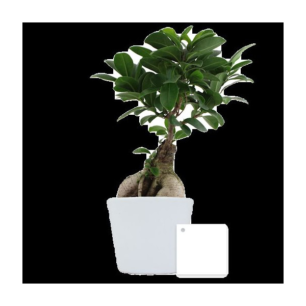 Plante personnalisable en pot céramique 9cm avec étiquette – Cadeau d’entreprise et communication professionnelle