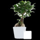 Plante personnalisable en pot céramique 9cm avec étiquette – Cadeau d’entreprise et communication professionnelle