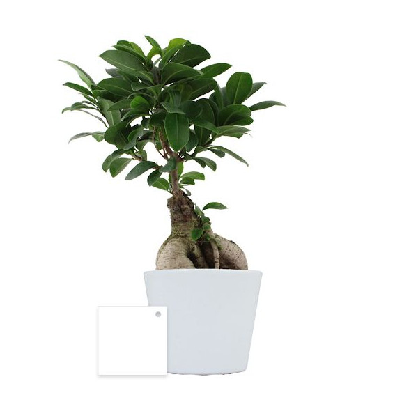 Plante personnalisable en pot céramique 9cm avec étiquette – Cadeau d’entreprise et communication professionnelle