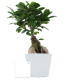 Plante personnalisable en pot céramique 9cm avec étiquette – Cadeau d’entreprise et communication professionnelle