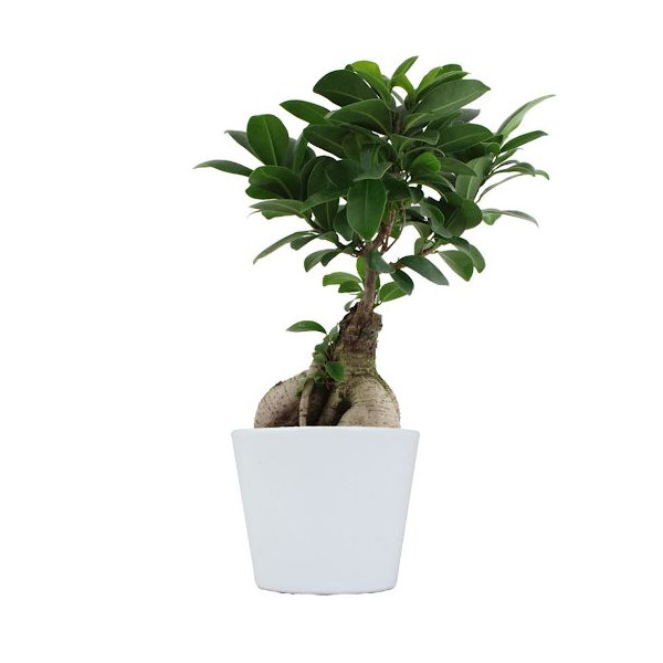 Plante personnalisable en pot céramique 9cm avec étiquette – Cadeau d’entreprise et communication professionnelle