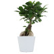 Plante personnalisable en pot céramique 9cm avec étiquette – Cadeau d’entreprise et communication professionnelle