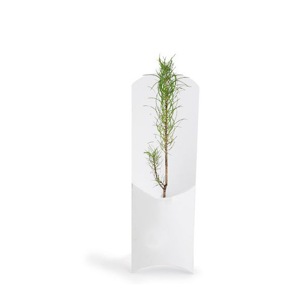 Plant d’arbre personnalisable en étui carton – Objet publicitaire écologique pour communication B2B | BCM Goodies