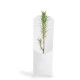 Plant d’arbre personnalisable en étui carton – Objet publicitaire écologique pour communication B2B | BCM Goodies