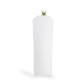 Plant d’arbre personnalisable en étui carton – Objet publicitaire écologique pour communication B2B | BCM Goodies