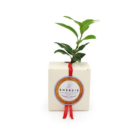 Cube Arbre Feuillus personnalisable – Goodie écologique pour communication B2B – BCM Goodies
