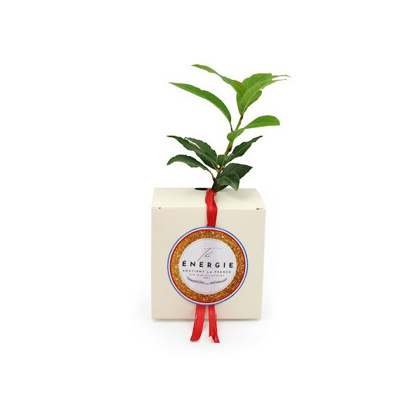 Cube Arbre Feuillus personnalisable – Goodie écologique pour communication B2B – BCM Goodies