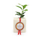 Cube Arbre Feuillus personnalisable – Goodie écologique pour communication B2B – BCM Goodies