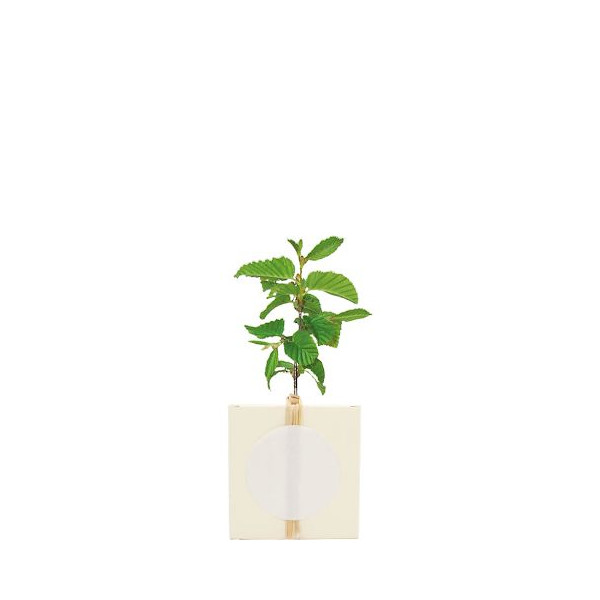 Cube Arbre Feuillus personnalisable – Goodie écologique pour communication B2B – BCM Goodies