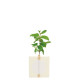 Cube Arbre Feuillus personnalisable – Goodie écologique pour communication B2B – BCM Goodies