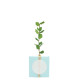 Cube Arbre PRESTIGEs personnalisable – Goodie écologique pour communication d’entreprise et événements professionnels