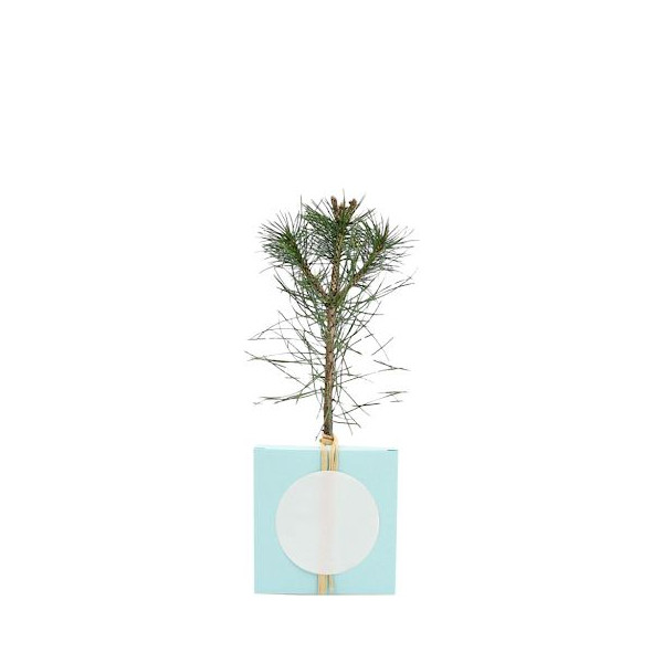 Cube Arbre Résineux personnalisé – Cadeau d’entreprise écologique pour communication B2B | BCM Goodies