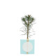 Cube Arbre Résineux personnalisé – Cadeau d’entreprise écologique pour communication B2B | BCM Goodies