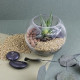 Terrarium DIY Petit modèle personnalisé – Goodies d’entreprise écoresponsable pour communication et événementiel B2B