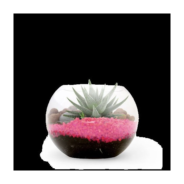 Terrarium DIY Petit modèle personnalisé – Goodies d’entreprise écoresponsable pour communication et événementiel B2B
