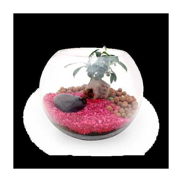 Kit Terrarium DIY Grand modèle pour entreprises – Cadeau d’entreprise éco-responsable personnalisé – BCM Goodies