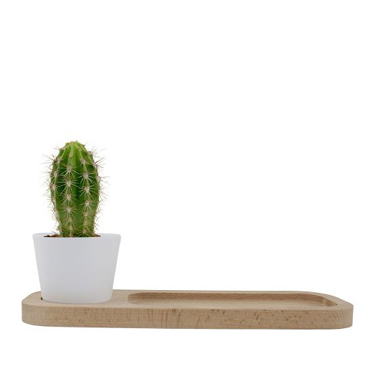 Plante Ø6cm en pot céramique ou terre cuite personnalisable – Cadeau d'entreprise naturel BCM Goodies