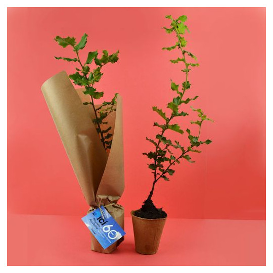 Pot en fibre de bois PEFC avec plant d’arbre à replanter – Cadeau d’entreprise écologique personnalisé