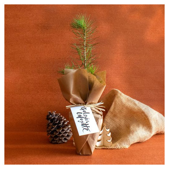 Pot en fibre de bois personnalisable avec plant d’arbre – Objet publicitaire écologique pour entreprises