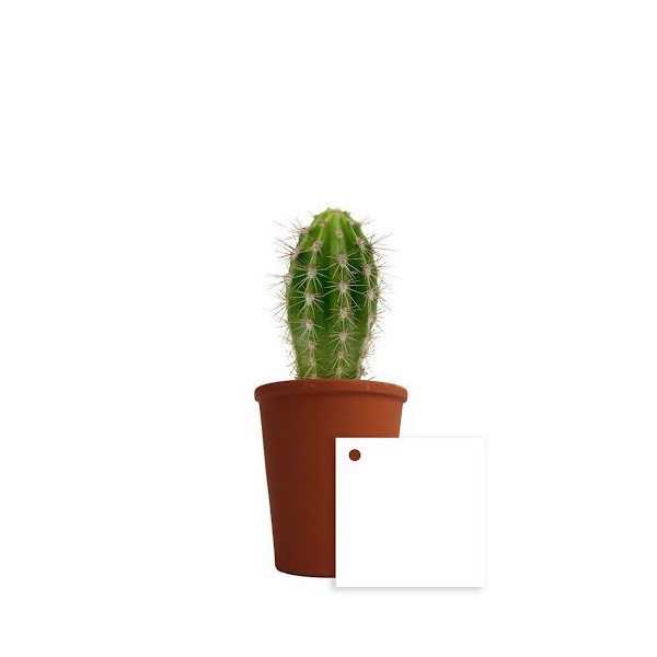 Plante personnalisable en pot terre cuite Ø7cm – Goodies d’entreprise B2B – BCM Goodies