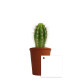 Plante personnalisable en pot terre cuite Ø7cm – Goodies d’entreprise B2B – BCM Goodies