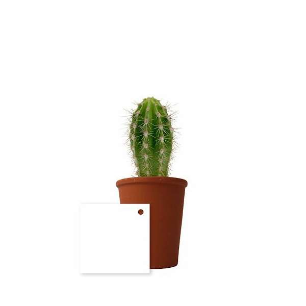 Plante personnalisable en pot terre cuite Ø7cm – Goodies d’entreprise B2B – BCM Goodies