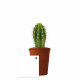 Plante personnalisable en pot terre cuite Ø7cm – Goodies d’entreprise B2B – BCM Goodies