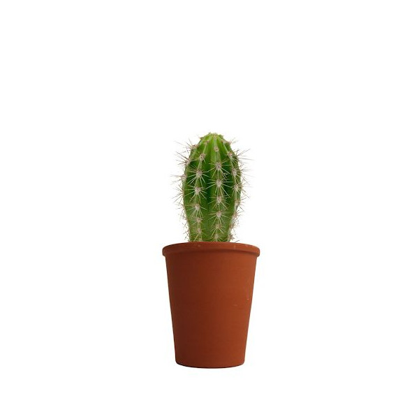 Plante personnalisable en pot terre cuite Ø7cm – Goodies d’entreprise B2B – BCM Goodies