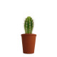 Plante personnalisable en pot terre cuite Ø7cm – Goodies d’entreprise B2B – BCM Goodies