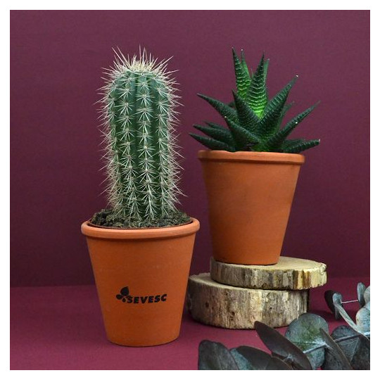 Plante en pot personnalisable pour entreprises - BCM Goodies