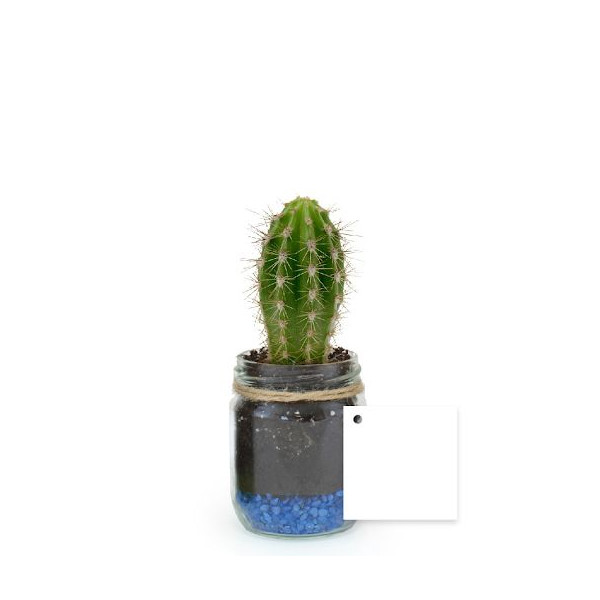 Bocal plante personnalisable Ø60mm avec gravier – Goodie écologique assemblé en Anjou | BCM Goodies