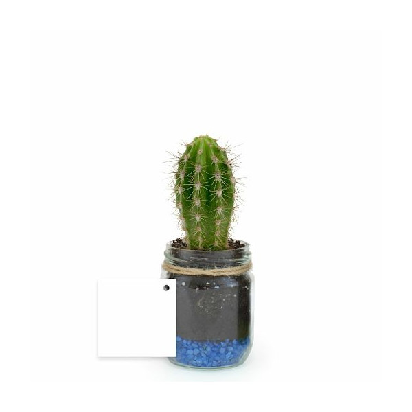 Bocal plante personnalisable Ø60mm avec gravier – Goodie écologique assemblé en Anjou | BCM Goodies