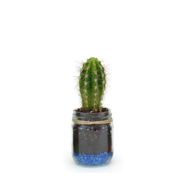Bocal plante personnalisable Ø60mm avec gravier – Goodie écologique assemblé en Anjou | BCM Goodies