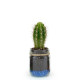Bocal plante personnalisable Ø60mm avec gravier – Goodie écologique assemblé en Anjou | BCM Goodies
