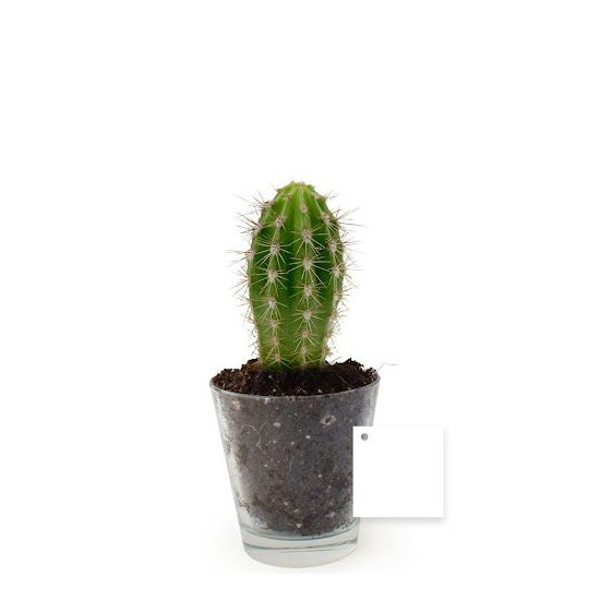 Plante personnalisable en vase verre Ø90mm – Cadeau d’entreprise et objet publicitaire BCM Goodies