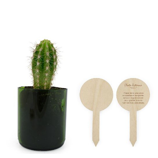 Plante verte personnalisable dans pot recyclé Ø70x85mm avec pic en bois – Objet publicitaire écologique fabriqué en France
