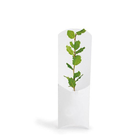 Étui arbre personnalisé PRESTIGEs – Support de communication écologique avec plant d’arbre – Cadeau d’entreprise BCM Goodies