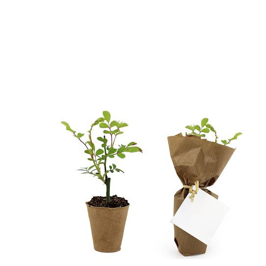 Pot en fibre de bois personnalisé avec plant d’arbre – Goodie écologique pour entreprises et événements B2B