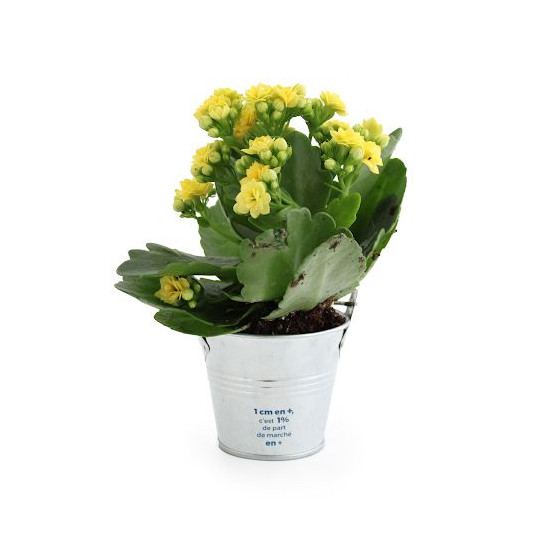 Plante fleurie personnalisable en pot zinc Ø70mm – Cadeau d'entreprise écologique pour événements et welcome packs