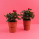 Plante fleurie en pot de terre cuite 70mm personnalisée – Cadeau d’entreprise écologique BCM Goodies