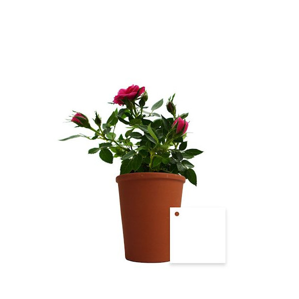 Plante fleurie en pot de terre cuite 70mm personnalisée – Cadeau d’entreprise écologique BCM Goodies