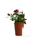 Plante fleurie en pot de terre cuite 70mm personnalisée – Cadeau d’entreprise écologique BCM Goodies