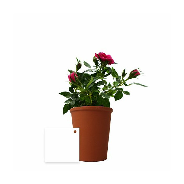 Plante fleurie en pot de terre cuite 70mm personnalisée – Cadeau d’entreprise écologique BCM Goodies