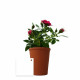 Plante fleurie en pot de terre cuite 70mm personnalisée – Cadeau d’entreprise écologique BCM Goodies