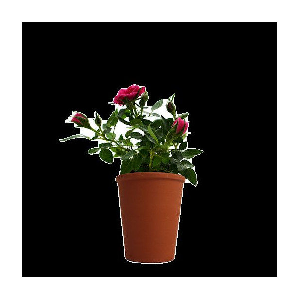 Plante fleurie en pot de terre cuite 70mm personnalisée – Cadeau d’entreprise écologique BCM Goodies