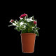 Plante fleurie en pot de terre cuite 70mm personnalisée – Cadeau d’entreprise écologique BCM Goodies