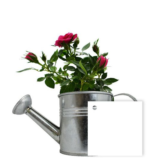 Plante Fleurie en Pot Zinc Arrosoir Personnalisable – Goodie Publicitaire pour Entreprises | BCM Goodies